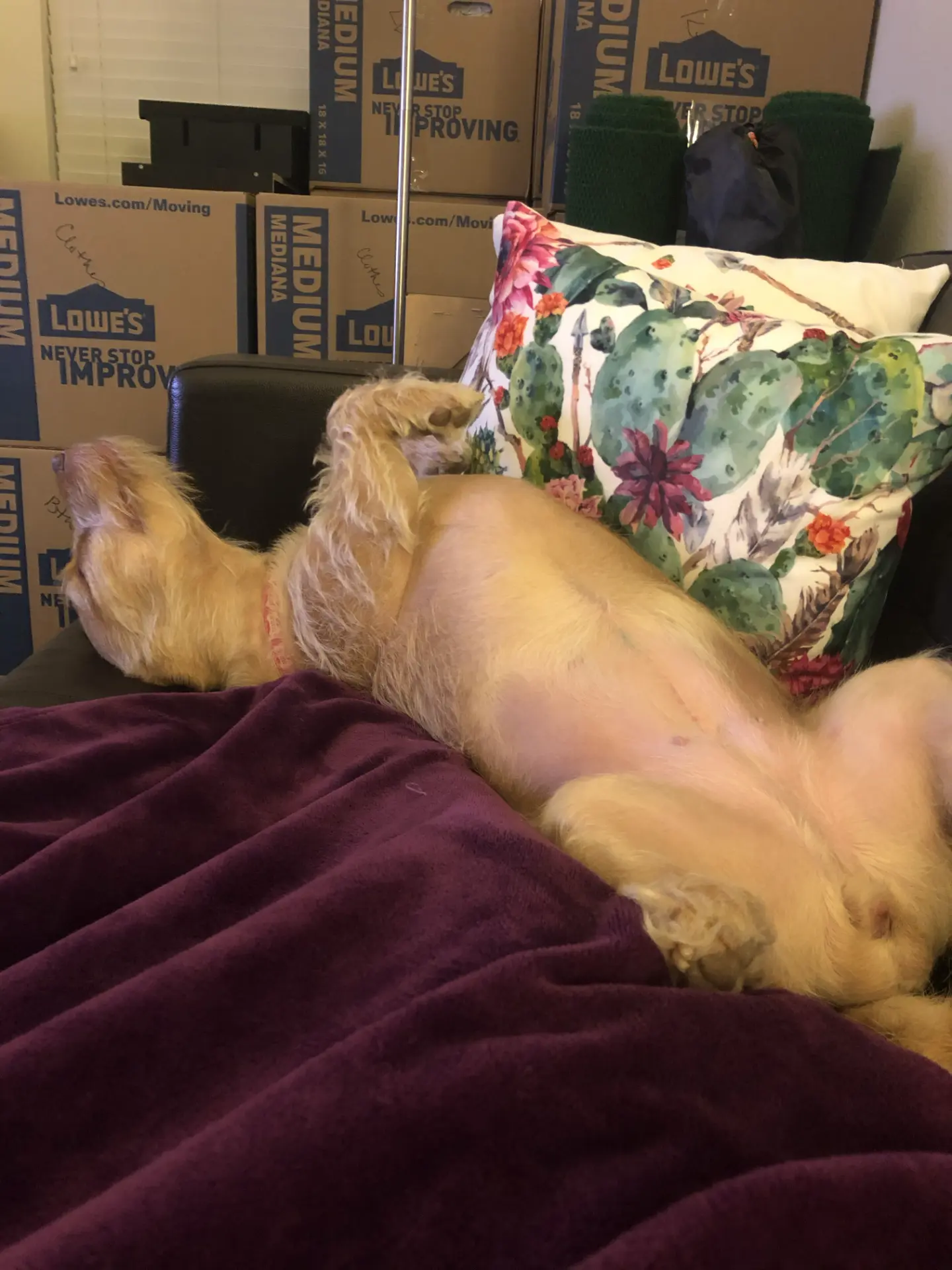 Pixie the pup relaxing belly-up on the couch during a move
